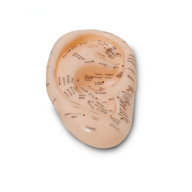 Akupunktur Kulak Modeli Akupunktur Kulak Modeli