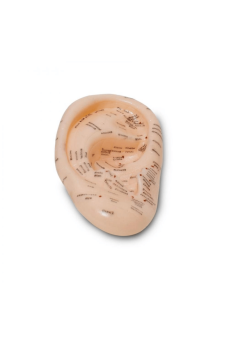 Akupunktur Kulak Modeli