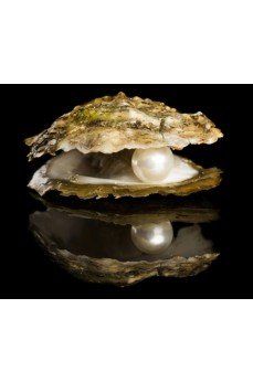 İstiridye Kabuğunda Gerçek İnci Kolye İstiridye Kabuğunda Gerçek İnci Kolye