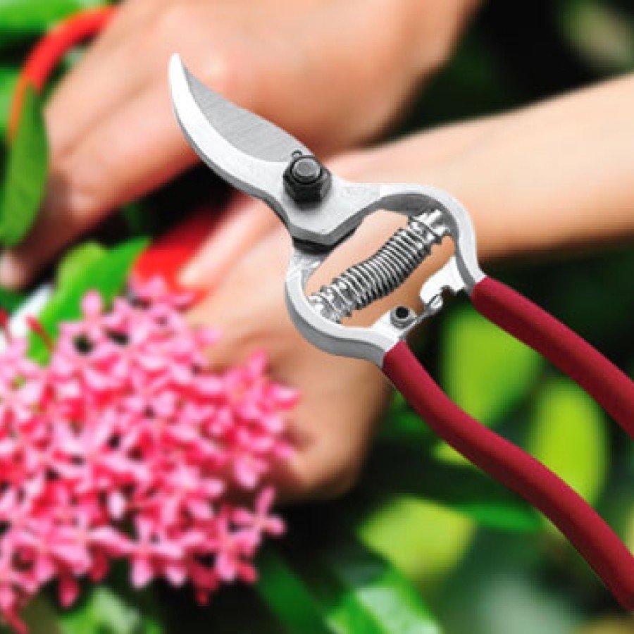 Vineyard Shears - Garden Shears