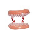 Double Palate Soft Vampire Teeth 1 Pair Double Palate Soft Vampire Teeth 1 Pair